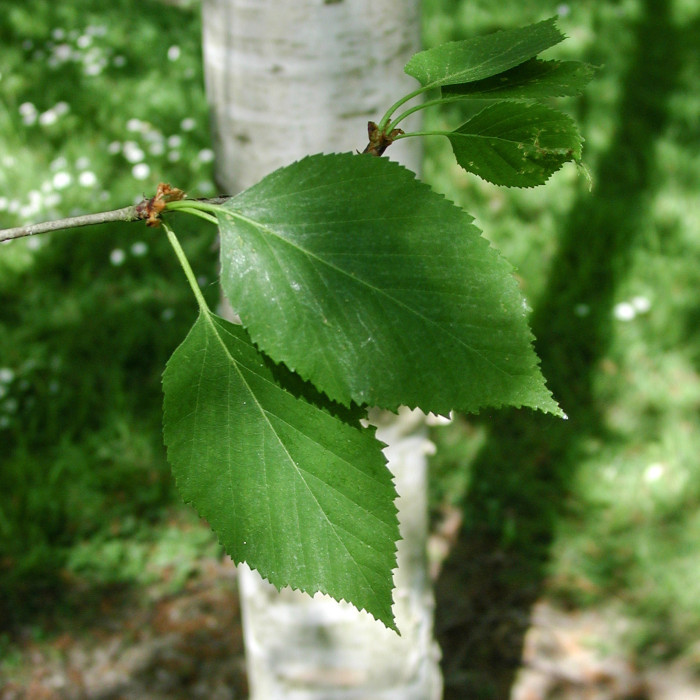 Betula albosinensis 'Fascination'