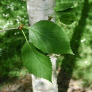 Betula albosinensis 'Fascination'