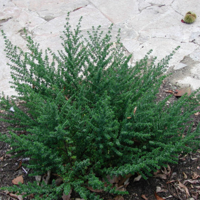 Prostanthera cuneata