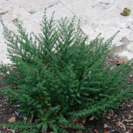 Prostanthera cuneata