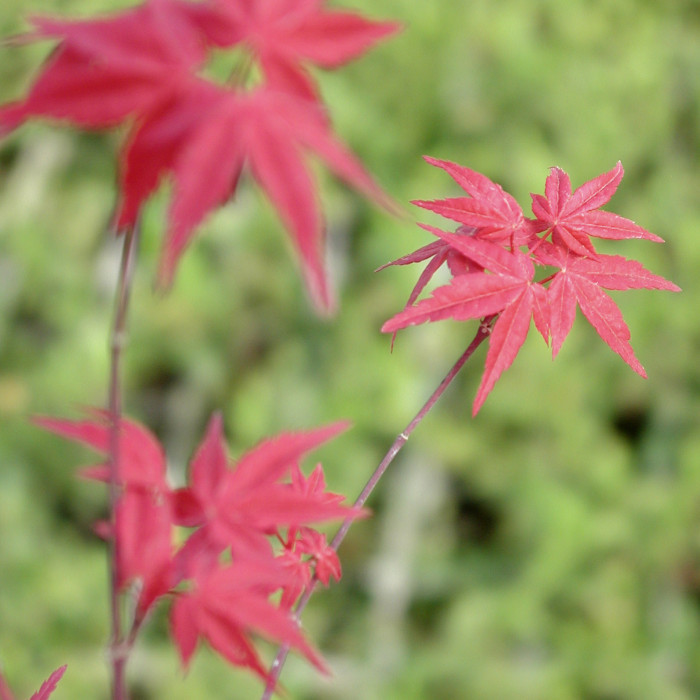 Acer palmatum 'Deshojo'