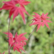 Acer palmatum 'Deshojo'