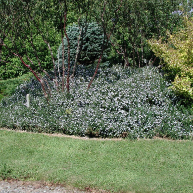 Prostanthera cuneata
