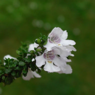 Prostanthera cuneata