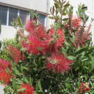Callistemon citrinus 'Splendens'