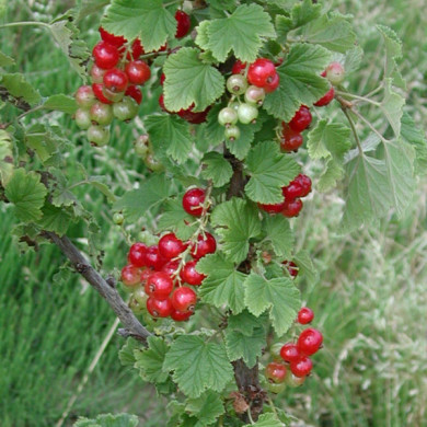 Groseillier à grappes 'London Market'