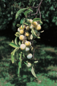 Prunier 'Mirabelle de Nancy'