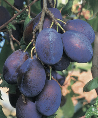 Prunier 'Quetsche d'Alsace'