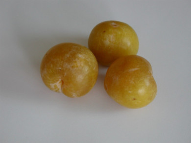 Prunier 'Reine Claude d'Oullins'