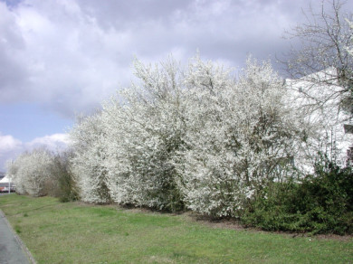 Prunier 'Reine Claude Violette'