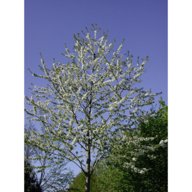 Prunus avium