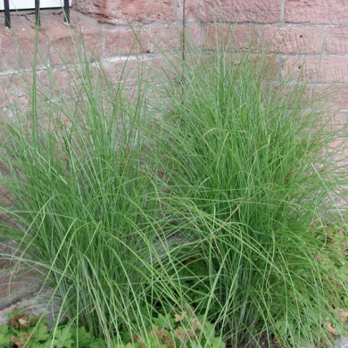 Miscanthus sinensis 'Gracillimus'