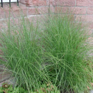 Miscanthus sinensis 'Gracillimus'
