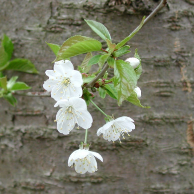 Prunus avium