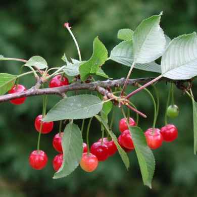 Prunus avium