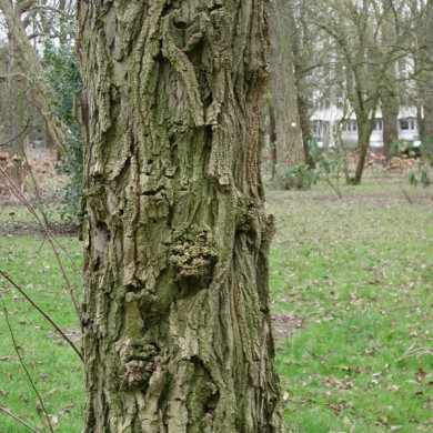 Robinia pseudoacacia 'Bessoniana'