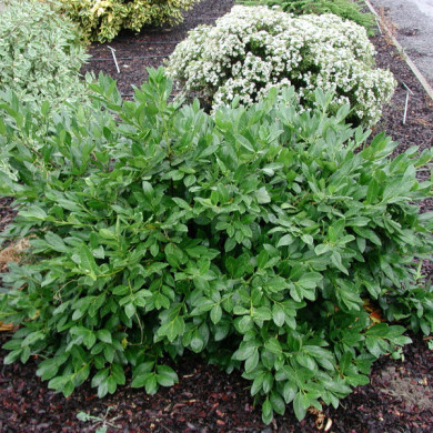 Prunus laurocerasus 'Cherry Brandy'