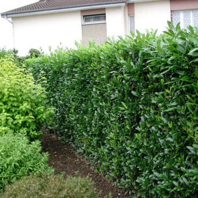 Prunus laurocerasus 'Herbergii'