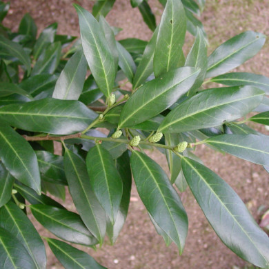 Prunus laurocerasus 'Herbergii'
