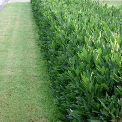 Prunus laurocerasus 'Otto Luyken'