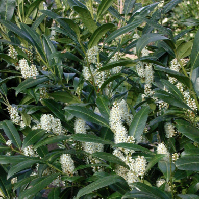 Prunus laurocerasus 'Otto Luyken'