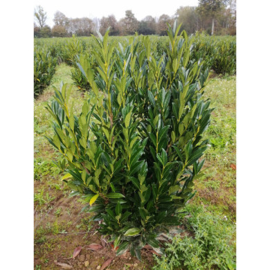 Prunus laurocerasus Renault Ace® 'Renlo'