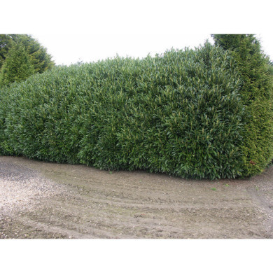 Prunus laurocerasus Renault Ace® 'Renlo'