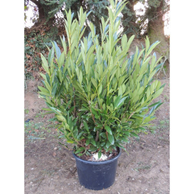 Prunus laurocerasus Renault Ace® 'Renlo'