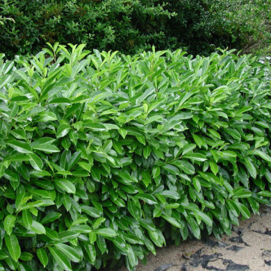 Prunus laurocerasus 'Rotundifolia'