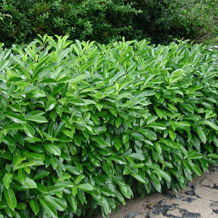 Prunus laurocerasus 'Rotundifolia'