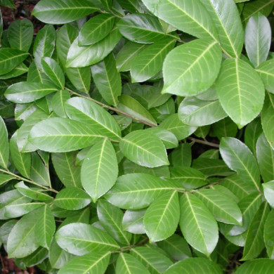 Prunus laurocerasus 'Rotundifolia'