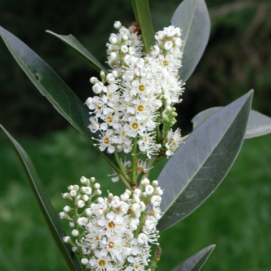 Prunus laurocerasus 'Zabeliana'