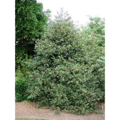 Prunus lusitanica 'Variegata'