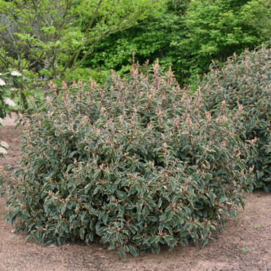 Prunus lusitanica 'Variegata'