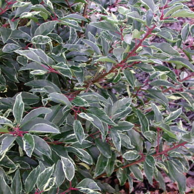 Prunus lusitanica 'Variegata'
