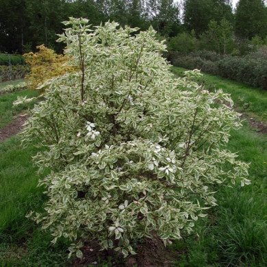 Cornus florida 'Daybreak'