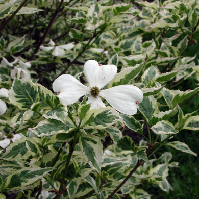 Cornus florida 'Daybreak'