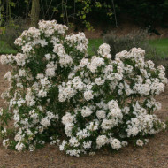 Choisya ternata