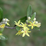 Corokia x virgata