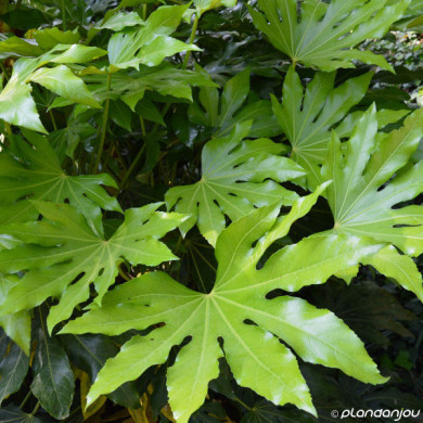 Fatsia japonica