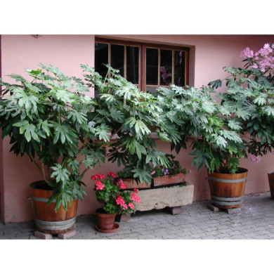 Fatsia japonica