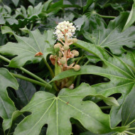 Fatsia japonica