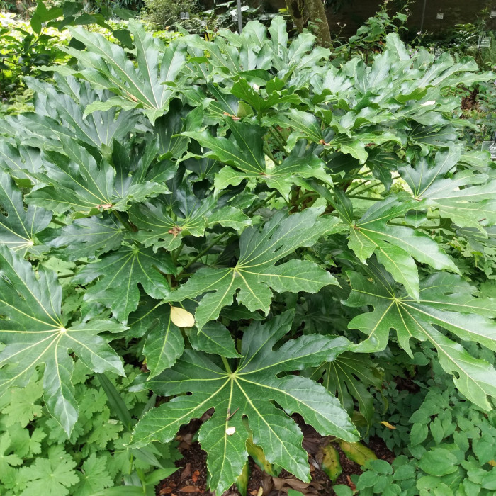 Fatsia japonica