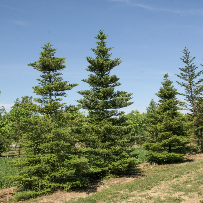 Abies koreana