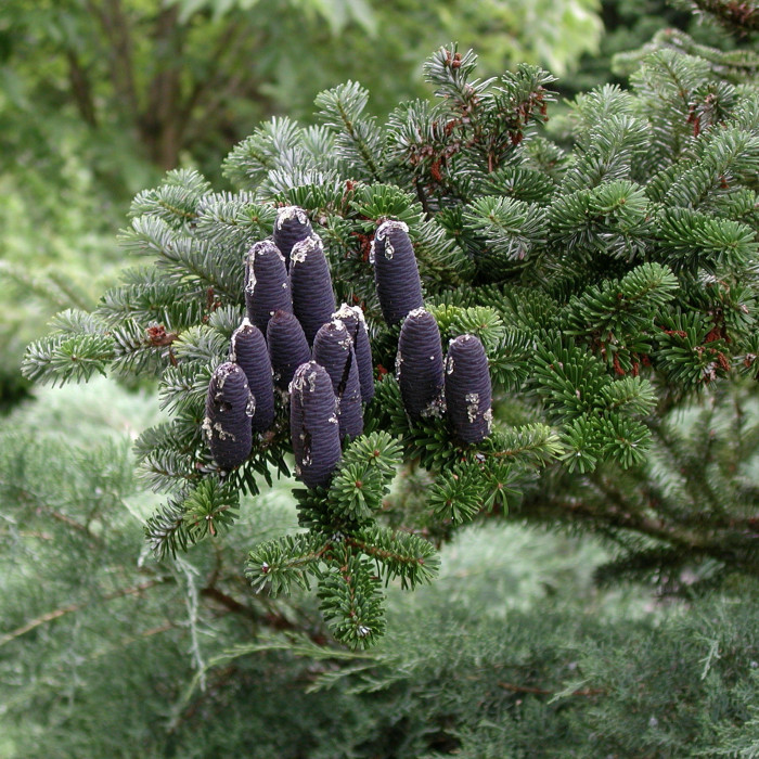 Abies koreana
