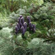 Abies koreana