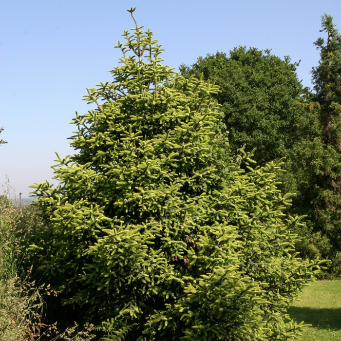 Abies pinsapo 'Aurea'