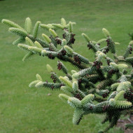 Abies pinsapo 'Aurea'