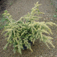 Cedrus deodara 'Golden Horizon'