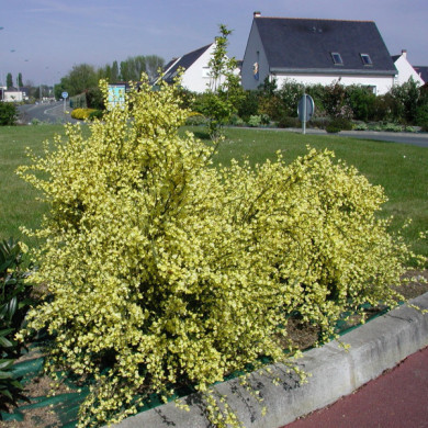Cytisus x praecox 'Allgold'